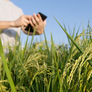 Vagas para Técnico em Agronegócio são abertas pelo Ministério da Agricultura